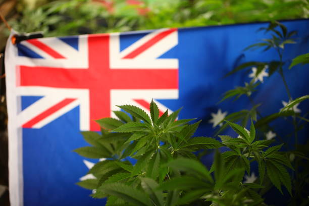 Cannabis Home Australia